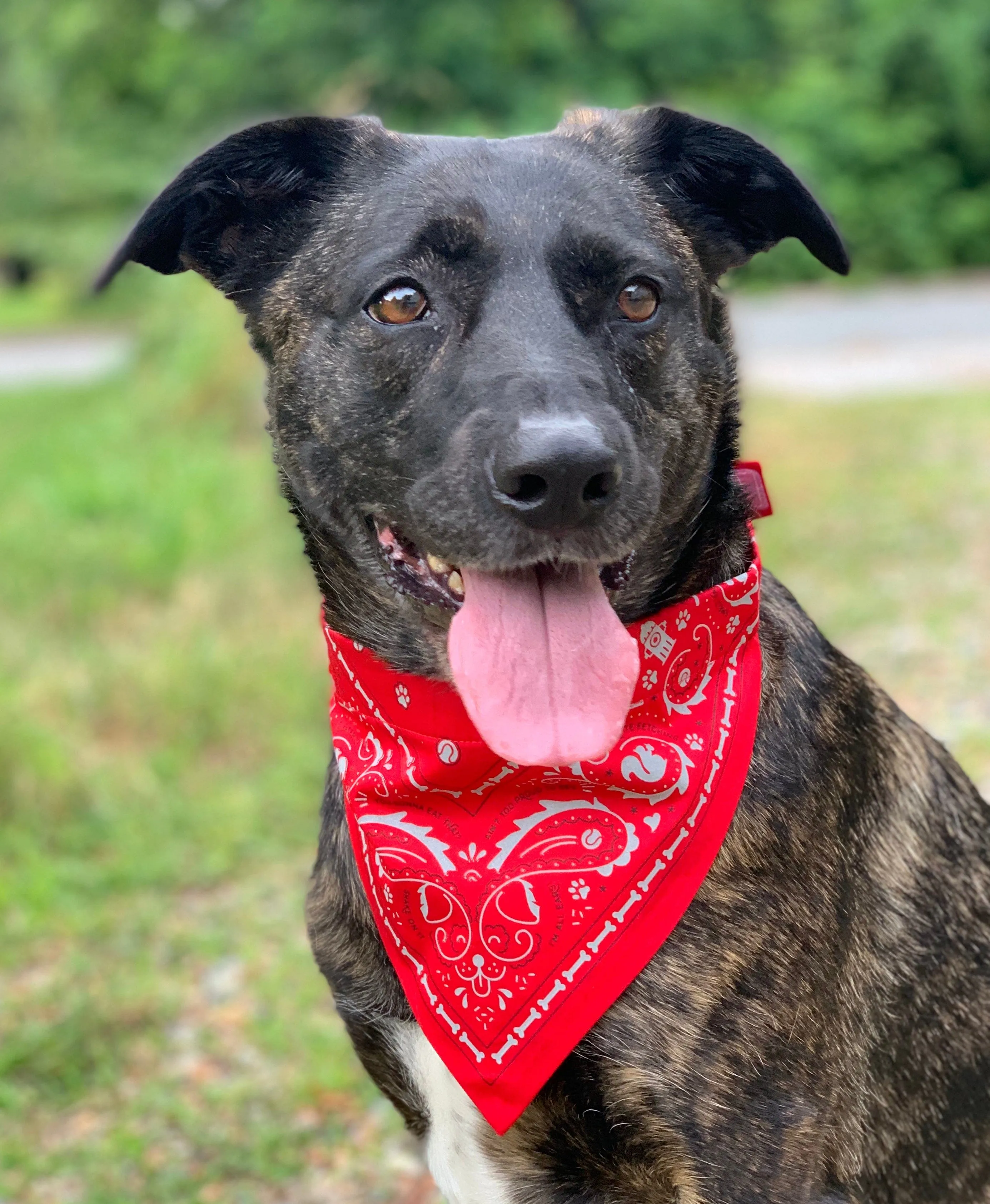 REFLECTIVE DOG BANDANAS