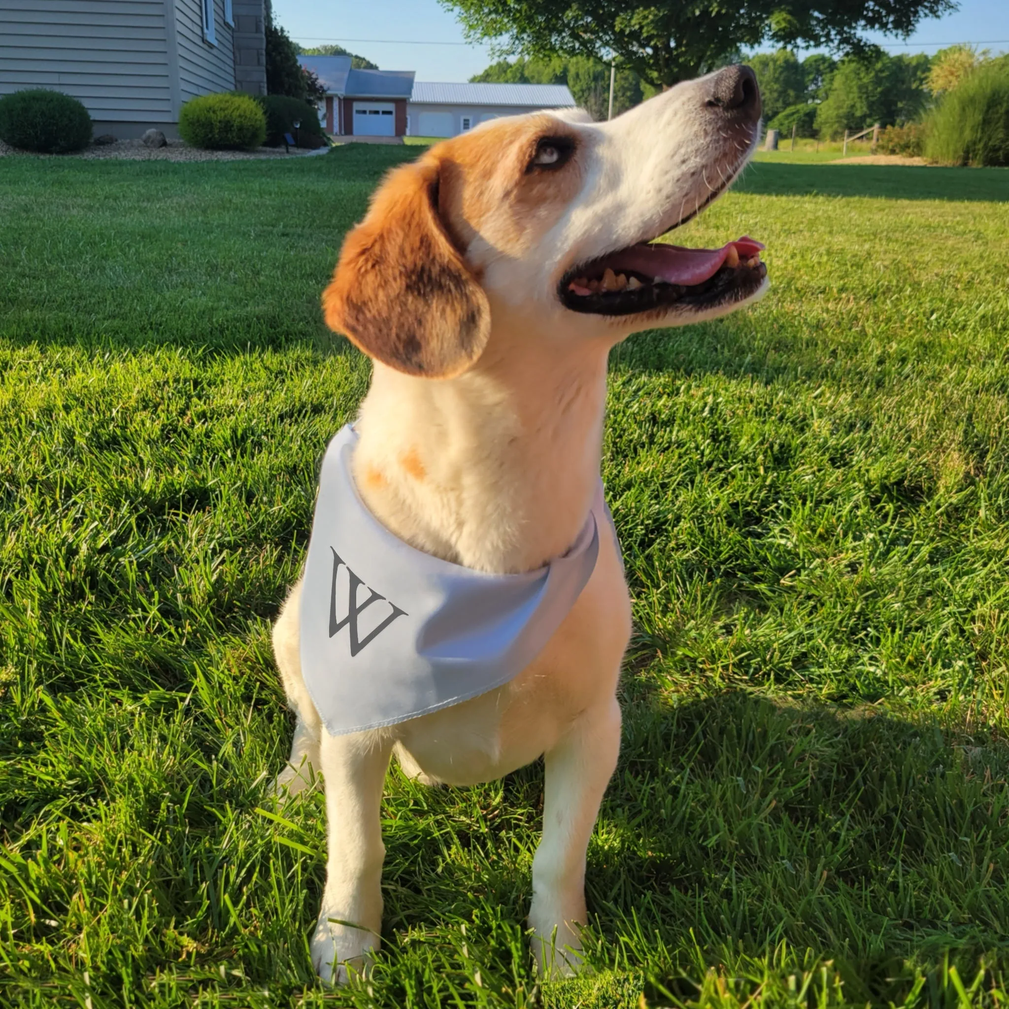 'W' Bandanas