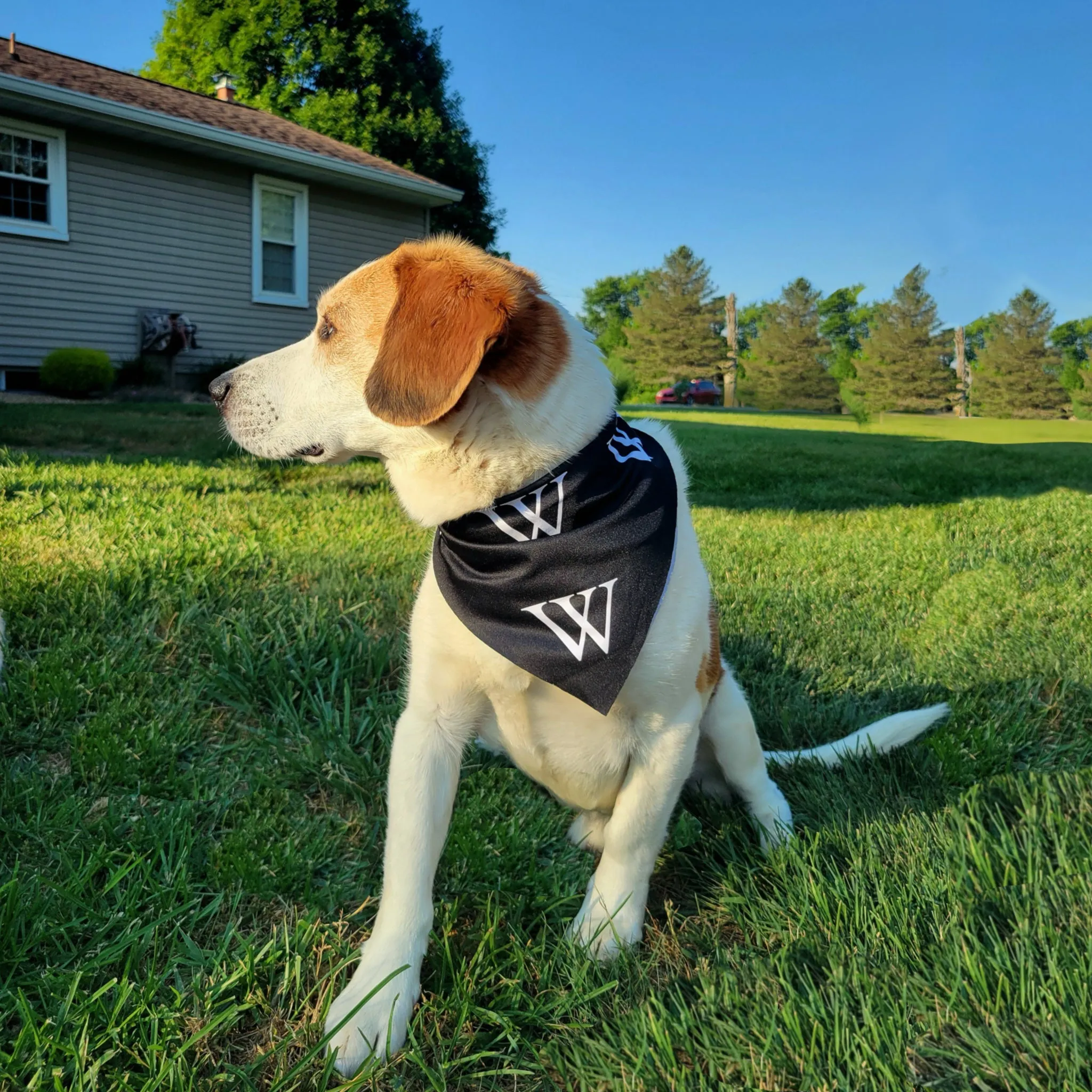 'W' Bandanas